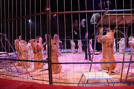 Martin Lacey jr. präsentiert Löwen und Tiger in die Manege des 1. Winterprogrammes 2019 (©Foto: Martin Schmitz)